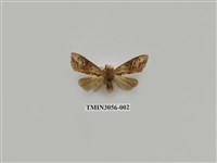 藏品(夜蛾781)的圖片